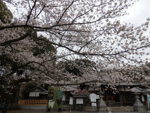 桜
